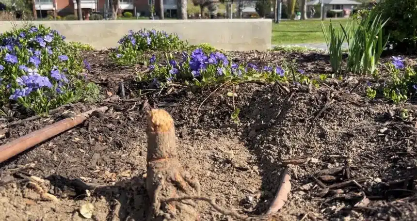 Vandals Snap Trees at Kelowna RISE Memorial for Crane Victims
