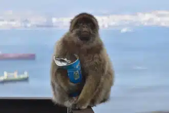 Gibraltar Monkeys Eat Soil to Ease Stomachs from Tourist Junk Food