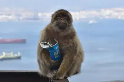 Gibraltar Monkeys Eat Soil to Ease Stomachs from Tourist Junk Food