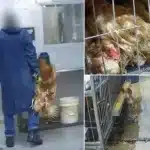 Hidden Cameras Expose Cruelty and Filth in NYC Live Animal Markets