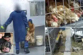 Hidden Cameras Expose Cruelty and Filth in NYC Live Animal Markets