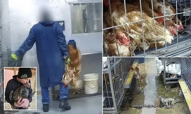 Hidden Cameras Expose Cruelty and Filth in NYC Live Animal Markets