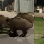 Warsaw Hunters Target 3,000 Wild Boars as Cull Sparks Protests