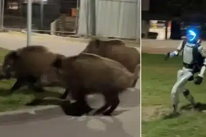 Warsaw Hunters Target 3,000 Wild Boars as Cull Sparks Protests