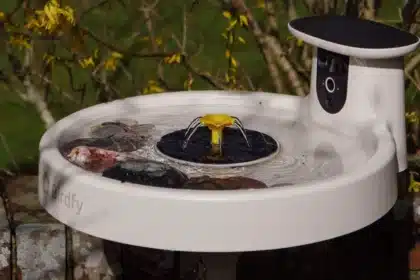 RSPB Warns on Bird Feeders: Smart Bird Bath for Safe Summer Viewing