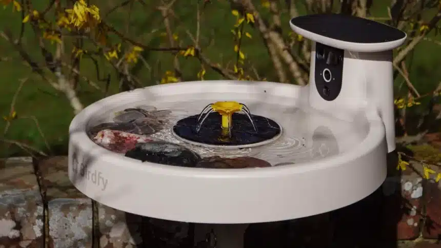 RSPB Warns on Bird Feeders: Smart Bird Bath for Safe Summer Viewing