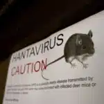 Hantavirus Kills 3 on Cruise Ship: Symptoms and Prevention Guide