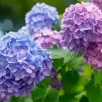Change Hydrangea Colors: Add This to Soil in May