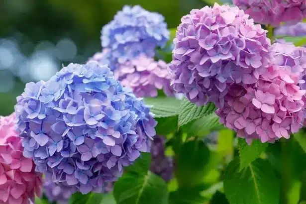 Change Hydrangea Colors: Add This to Soil in May