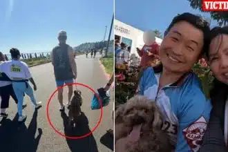 Pit Bull in ‘Adopt Me’ Vest Kills Dog at Crowded Tacoma Marathon