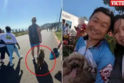 Pit Bull in ‘Adopt Me’ Vest Kills Dog at Crowded Tacoma Marathon
