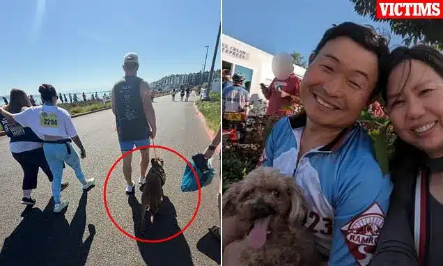 Pit Bull in ‘Adopt Me’ Vest Kills Dog at Crowded Tacoma Marathon