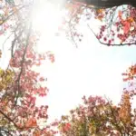 Australia’s Hot Dry Autumn: Causes and Winter Forecast