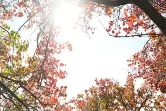 Australia’s Hot Dry Autumn: Causes and Winter Forecast
