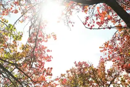 Australia’s Hot Dry Autumn: Causes and Winter Forecast