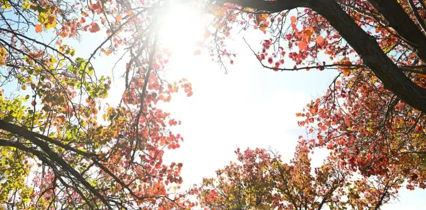Australia’s Hot Dry Autumn: Causes and Winter Forecast