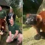 Critically Endangered Lemur Shelly Turns 30 at Blackpool Zoo