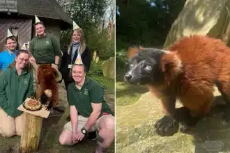 Critically Endangered Lemur Shelly Turns 30 at Blackpool Zoo