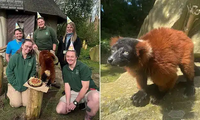 Critically Endangered Lemur Shelly Turns 30 at Blackpool Zoo