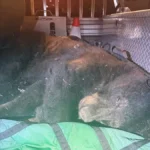 Vancouver Police Relocate Black Bear Near Commercial Drive