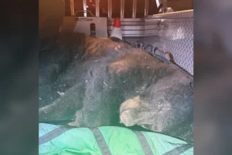 Vancouver Police Relocate Black Bear Near Commercial Drive
