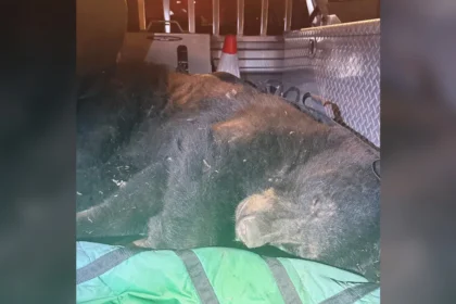 Vancouver Police Relocate Black Bear Near Commercial Drive