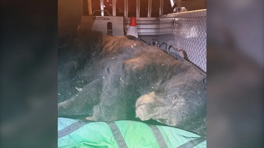 Vancouver Police Relocate Black Bear Near Commercial Drive