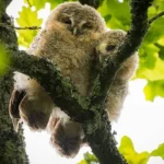 Tawny Owlets Snuggle in Dorset Tree, Survive Bold Crow Attack