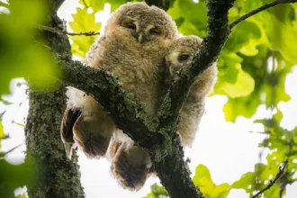 Tawny Owlets Snuggle in Dorset Tree, Survive Bold Crow Attack