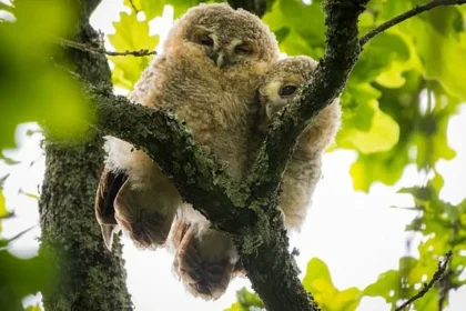 Tawny Owlets Snuggle in Dorset Tree, Survive Bold Crow Attack