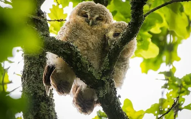 Tawny Owlets Snuggle in Dorset Tree, Survive Bold Crow Attack