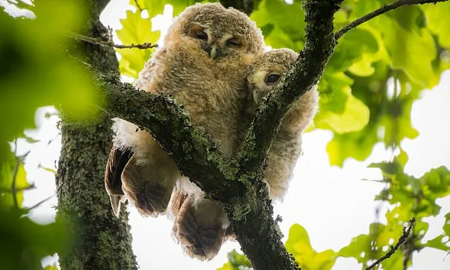 Tawny Owlets Snuggle in Dorset Tree, Survive Bold Crow Attack