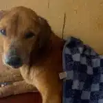 Uganda Pet Shelter Scammers Harm Dogs for Online Donations