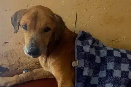Uganda Pet Shelter Scammers Harm Dogs for Online Donations