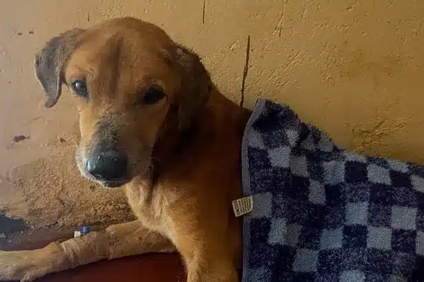 Uganda Pet Shelter Scammers Harm Dogs for Online Donations Uganda Pet Shelter Scammers Harm Dogs for Online Donations