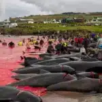 Faroe Islands Pilot Whale Hunt Turns Sea Red in Ancient Tradition