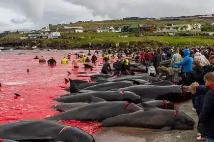 Faroe Islands Pilot Whale Hunt Turns Sea Red in Ancient Tradition