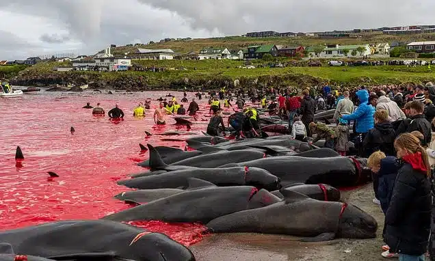 Faroe Islands Pilot Whale Hunt Turns Sea Red in Ancient Tradition Faroe Islands Pilot Whale Hunt Turns Sea Red in Ancient Tradition