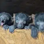 Rare Lemur Quadruplets Born: A Vital Boost for Endangered Species
