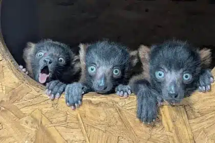 Rare Lemur Quadruplets Born: A Vital Boost for Endangered Species