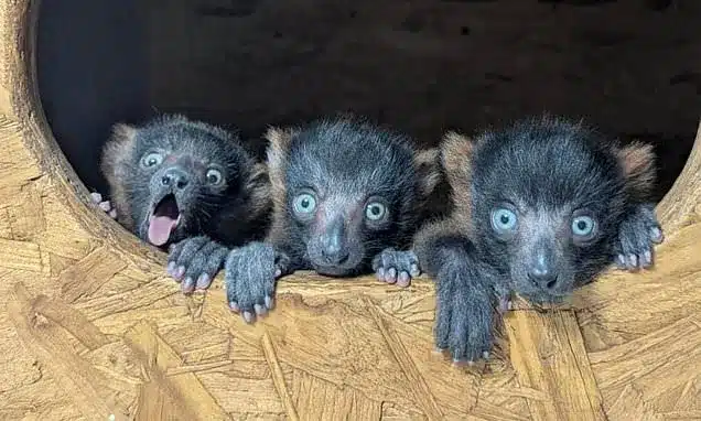 Rare Lemur Quadruplets Born: A Vital Boost for Endangered Species