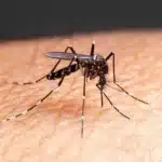 Millions of Genetically Modified Mosquitoes Planned for US Release