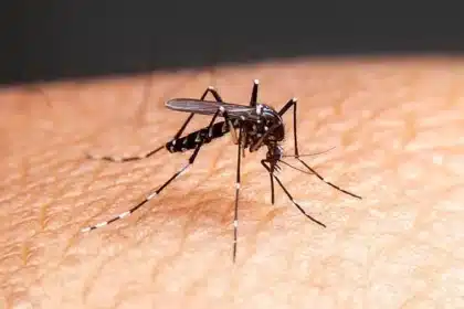 Millions of Genetically Modified Mosquitoes Planned for US Release
