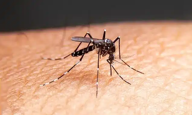 Millions of Genetically Modified Mosquitoes Planned for US Release