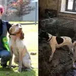 Crufts Winner Banned from Owning Dogs for 10 Years After Neglect Case