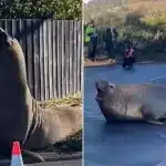Neil the Seal’s Return Causes Disruption in Tasmania