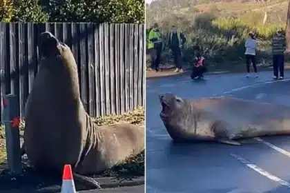 Neil the Seal’s Return Causes Disruption in Tasmania