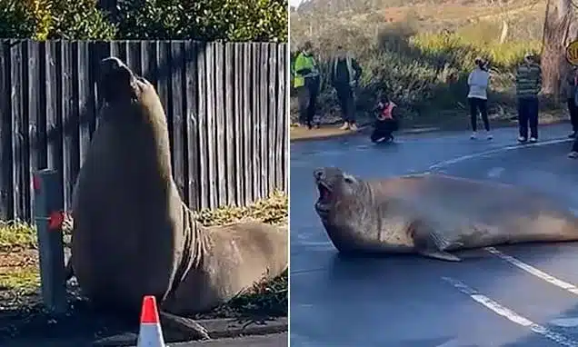 Neil the Seal’s Return Causes Disruption in Tasmania Neil the Seal’s Return Causes Disruption in Tasmania