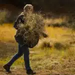 Record Rains Fuel Buffel Grass Outbreak in South Australia