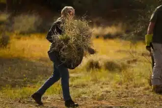 Record Rains Fuel Buffel Grass Outbreak in South Australia